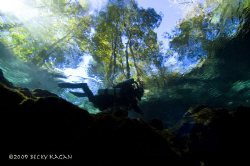 Ginnie springs where the water is so clear you can see th... by Becky Kagan 